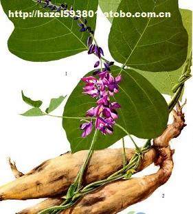 ll37,價格,廠家,供應(yīng)商,植物提取物,daxinganing lingonberry group 熱賣促銷 阿土伯網(wǎng)