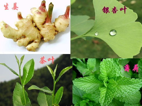 植物提取物引領(lǐng)綠色化妝品的發(fā)展