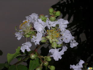 優(yōu)質(zhì)白薇提取物 上?？低∩锕?yīng)10:1高純度庫存